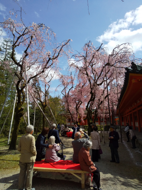 2019年：兵庫県の高齢者施設様　京都お花見ツアーの風景